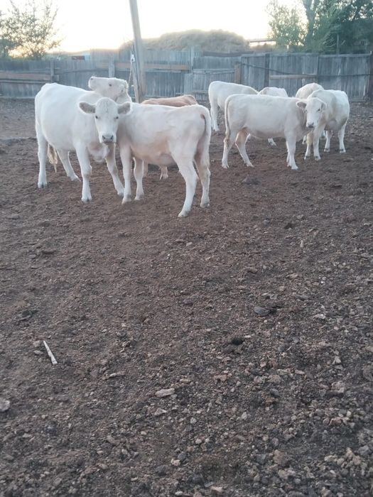 Продам КРС 10 голов