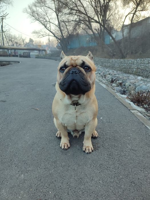 Французский бульдог для вязки