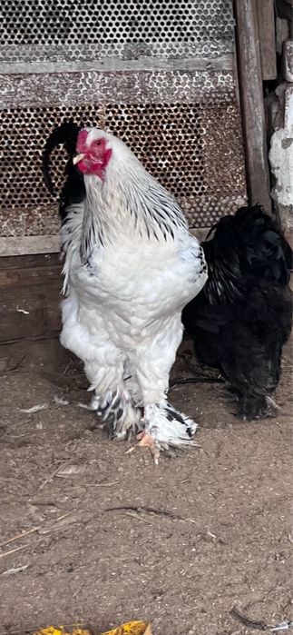 Брама жас қораздары