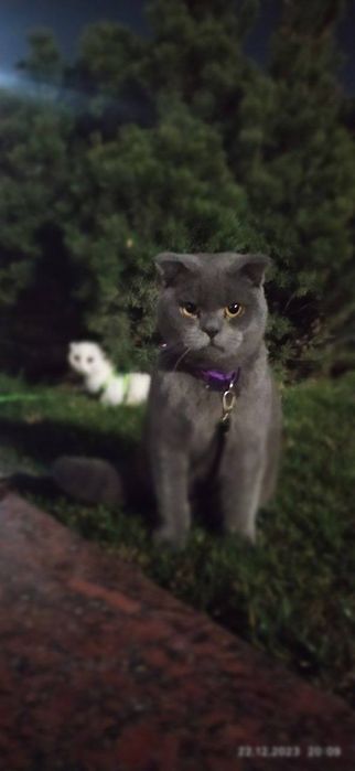 ВЯЗКА Гигант Британский кот
