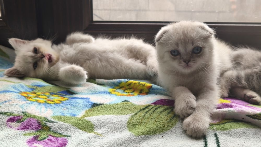 Шотландскик котята