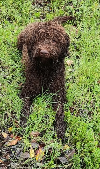 Продавам Лагото Романьоло