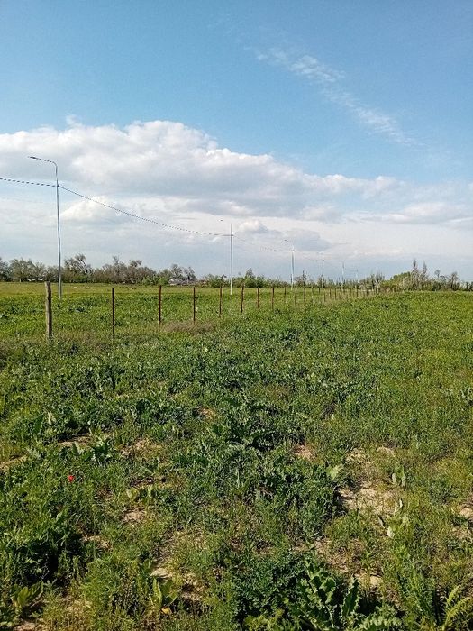 Чеснок зелённый, молодой.