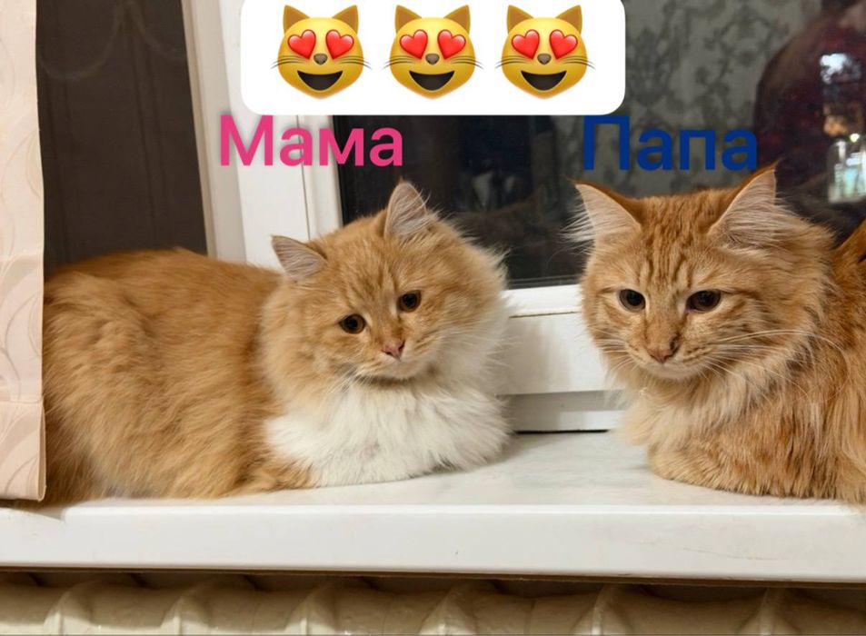 Котята домашние