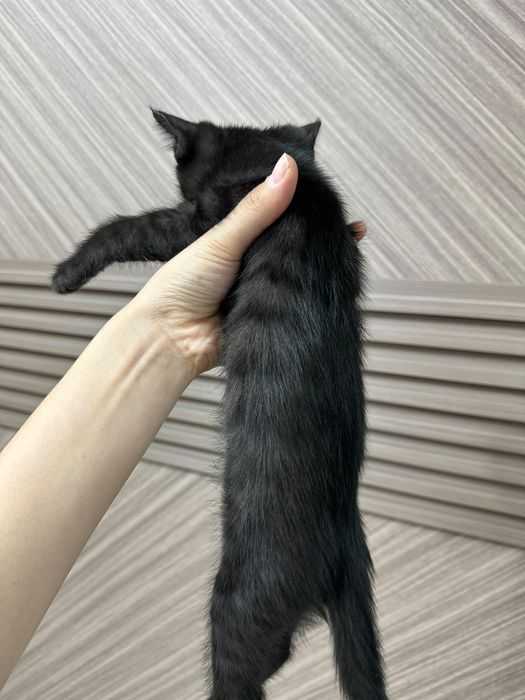 Черный бенгал мальчик бесплатно