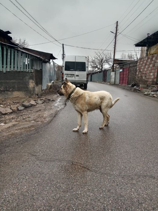 Ищим невесту для случки