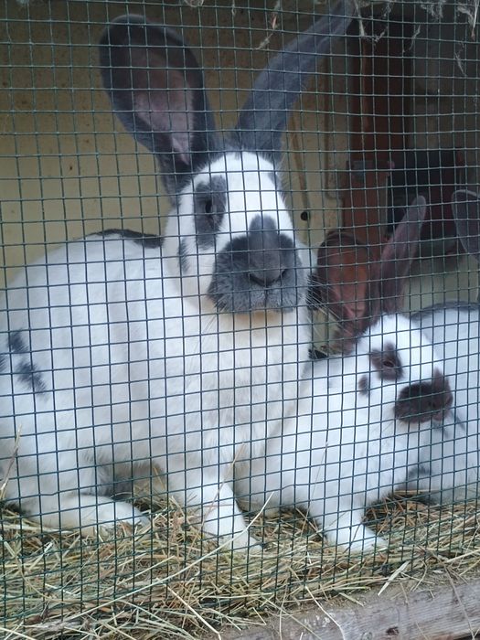 Iepuroi și iepuroaice