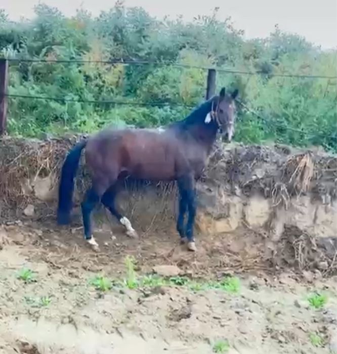 Жабагы 9 айлык Еркек