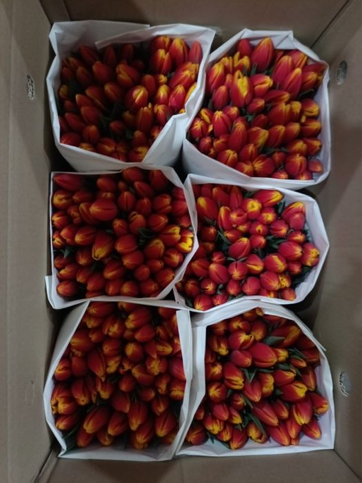 Свежий тюльпаны на 8 март