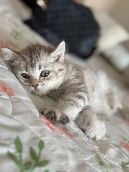 Продается котёнок