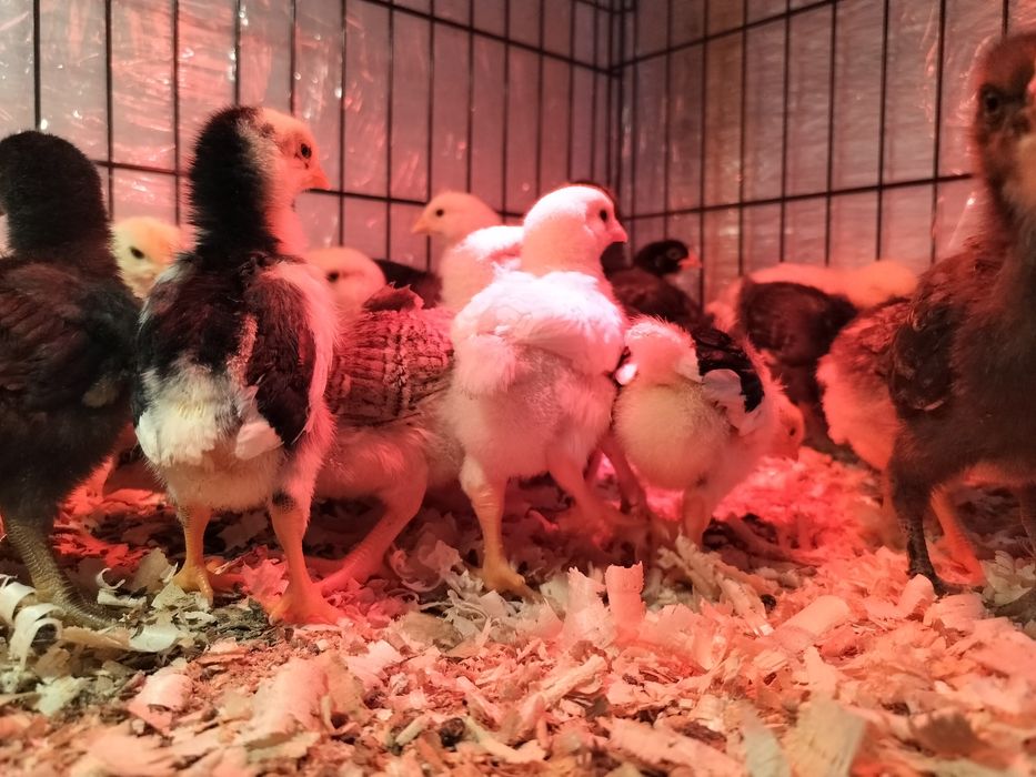 Pui zburați de casă