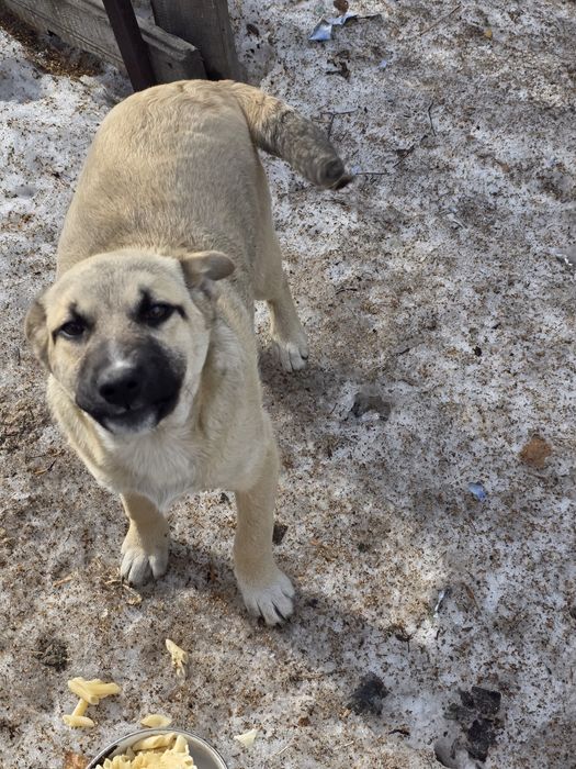 Щенки девочки ищут дом