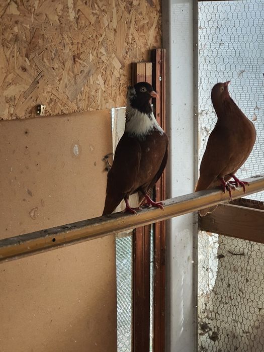 Омурташки гълъби