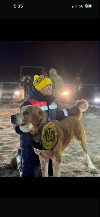 Щенки шенки алабая