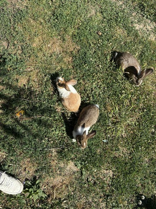 Vând iepuri belgieni