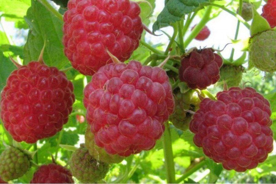 Продам ремонтантный сорт малины.