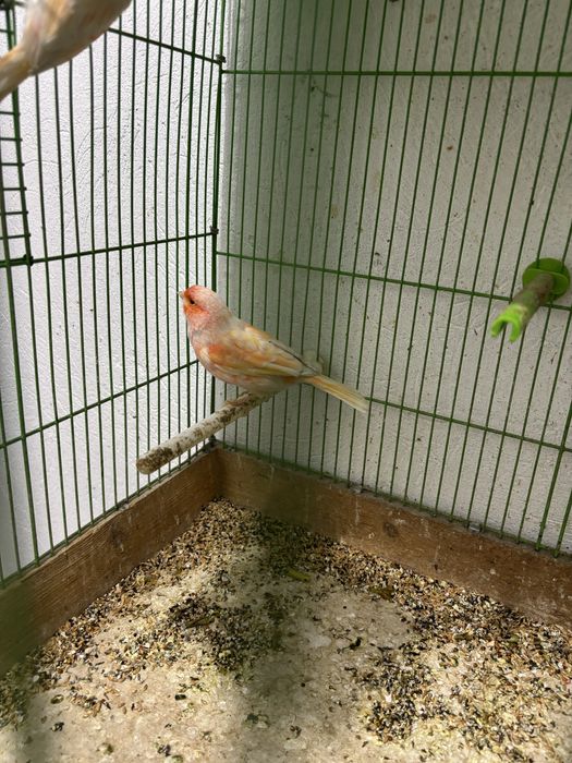 Канарейка самка шимель