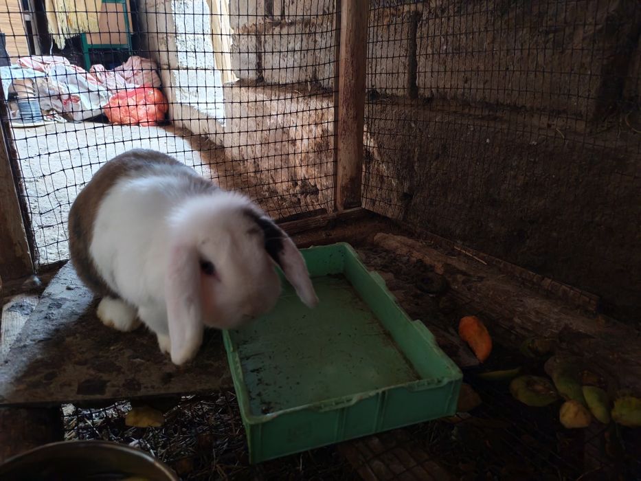 Quyon sotilad sog'lom