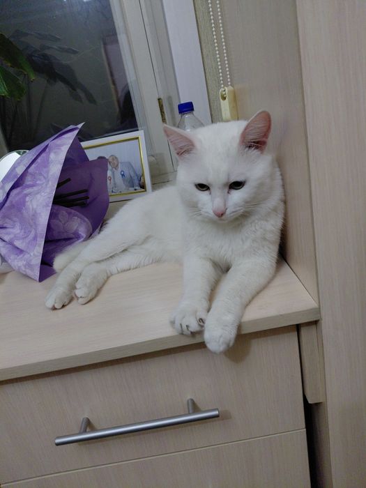 Продам домашний кошка