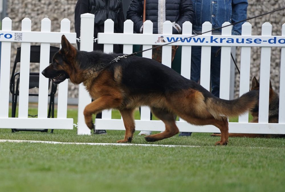 Ciobănesc german cu pedigre