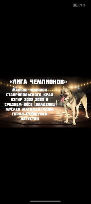 Алабай күшіктер 3-ұрғашы тяж