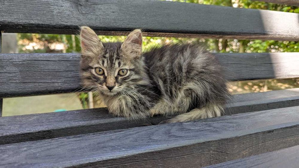Котенок. Мальчик. Бесплатно. Отдам.