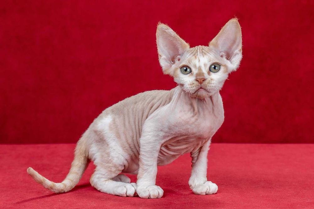 Котята девон рекс