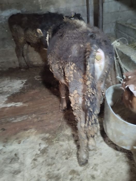 Продам бычка 6 месяцев