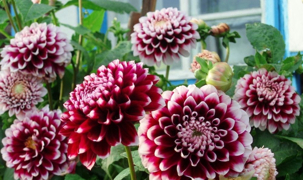 Георгин картошкаси бор сотилади срочна