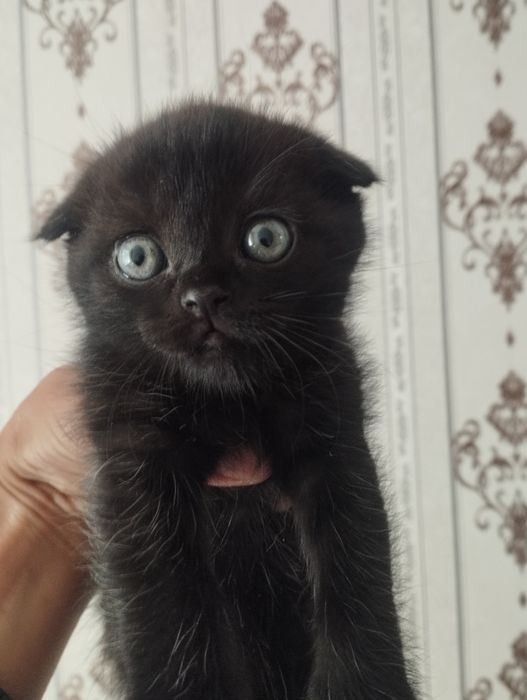 Шотландские вислоушки