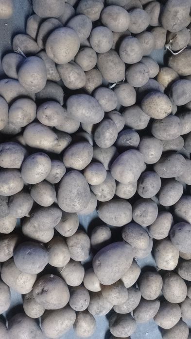 Картошка домашняя.