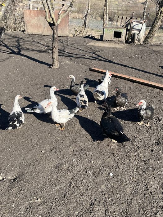 Rate mute de vanzare