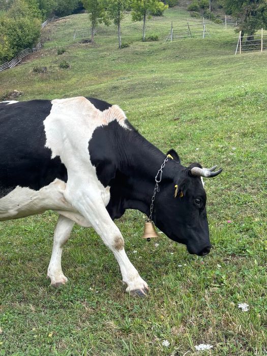 Vand vaca gestanta