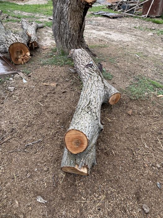 Жаңғақ ағаш сатылад