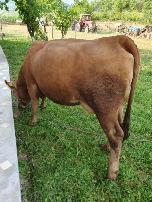 Vaca cu vitea de vanzare