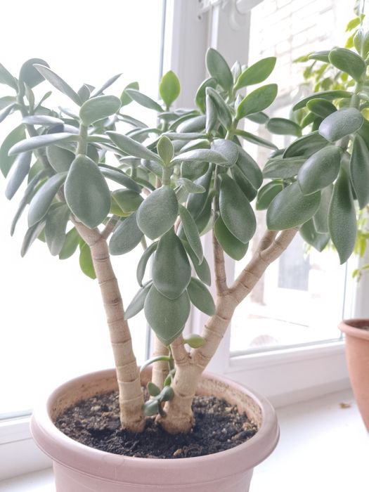 Денежное дерево, трехствольное!!!