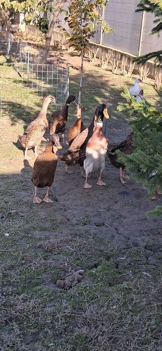 Rațe indiene exotice