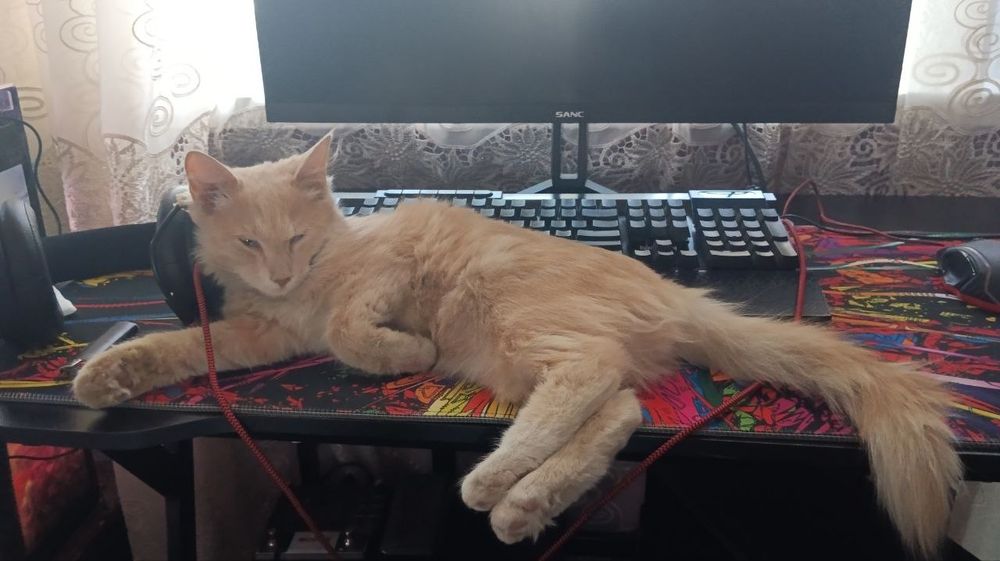 Отдам котика в добрые руки