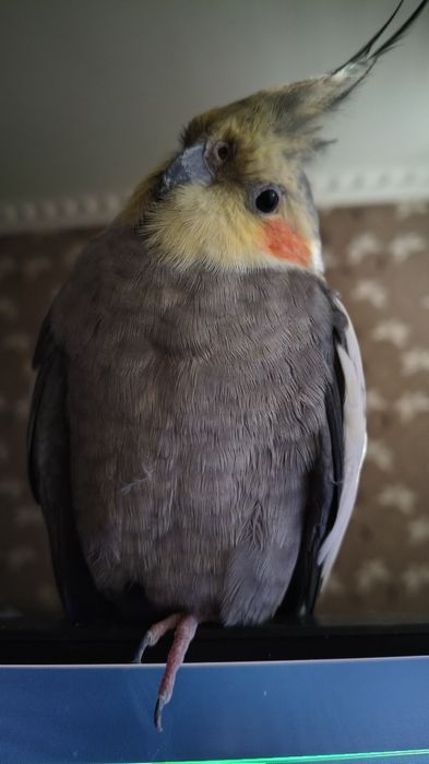 vând papagal nimfă cu tot cu cușcă