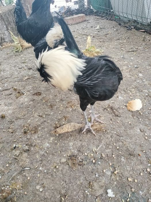 Moțată olandeză (cocoș)