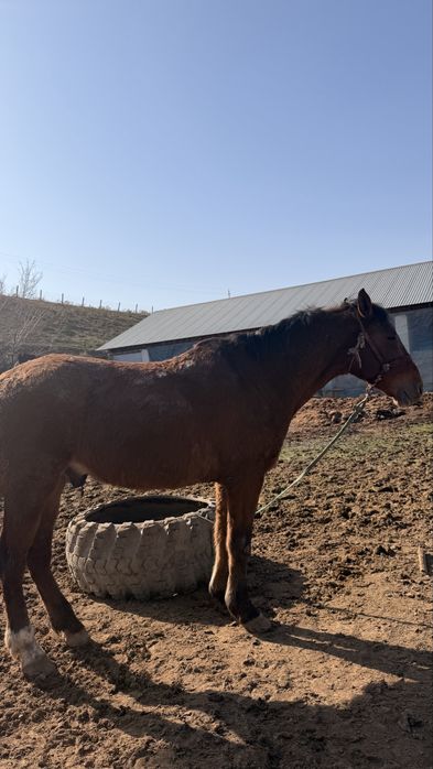 Лошадь 8 лет верховая