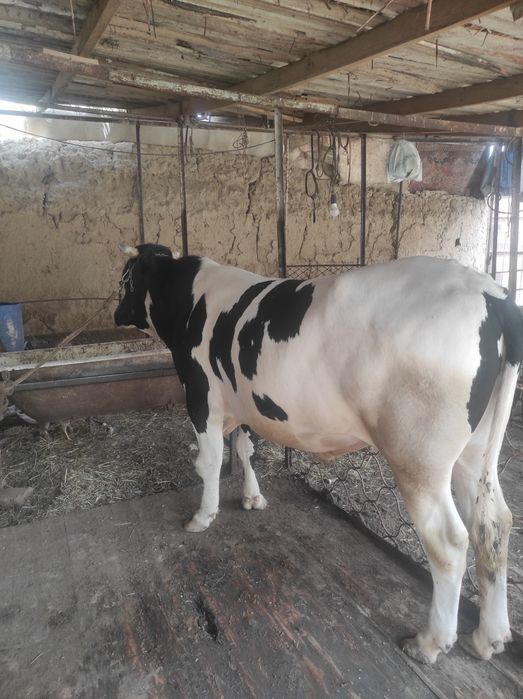 Rossiyskiy Buqa sotiladi. Jo'xori va bug'doy, shrot bn boqilgn 50mln.s