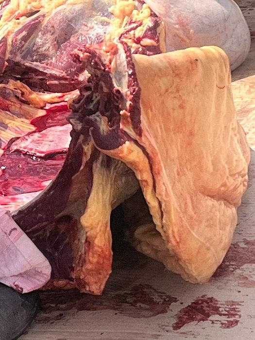 Жылқы (Лошади) -сатылады