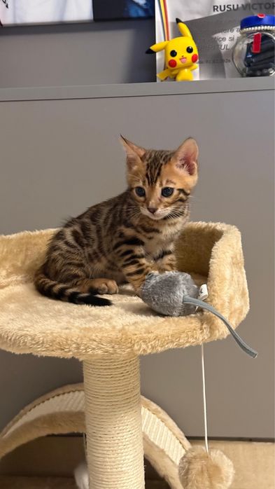 Pui de bengal , leoparzi in mibiatura , sintem in cautarea unei famili