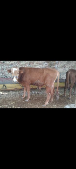 Sifatli yosh Buqqala sotiladi narxi har xil 14500 dan 17500 Milyongach