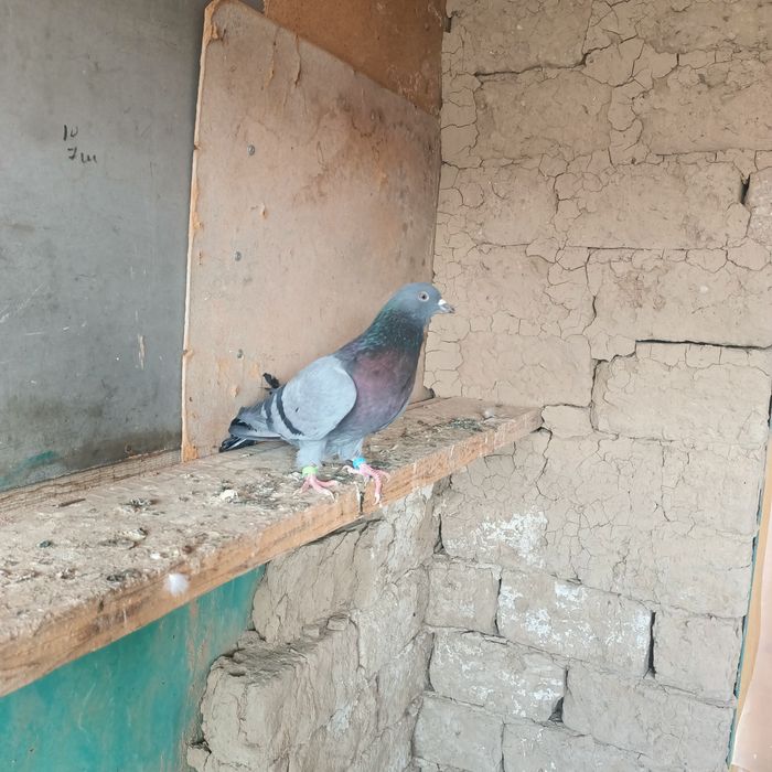 Широкахвостый сатылады Түркестанда