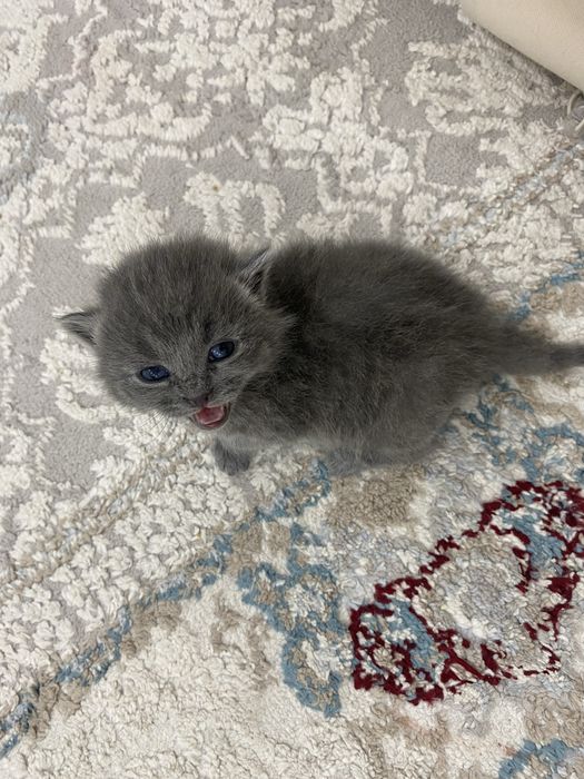 Продам кошек Алматы