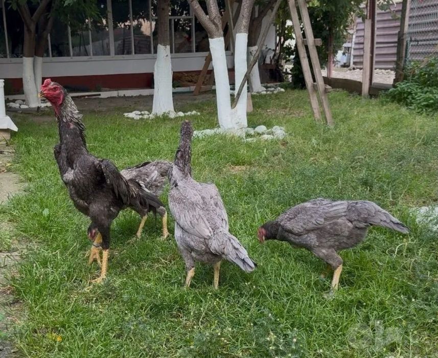 Зотли хурозларди тухумга заказ оламиз