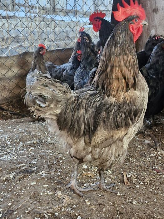Продам петухов джерсиский гигант
