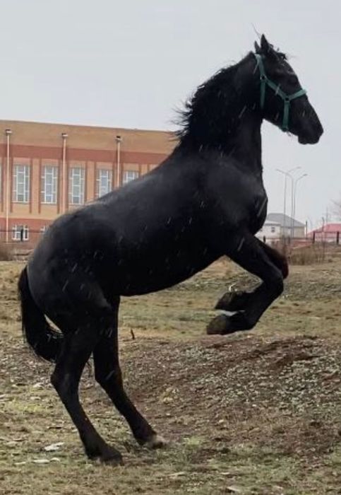Продам Фризская кобылка 3 года!
